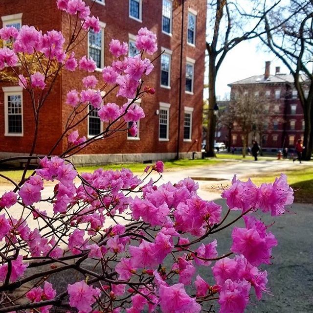 's tweet image. The #photooftheday #cambridgema - Spring, is that you? #picturecambridge #cambridgemalife #harvard #harvardyard Repost from @harvardalumni ift.tt/2HuCOI4