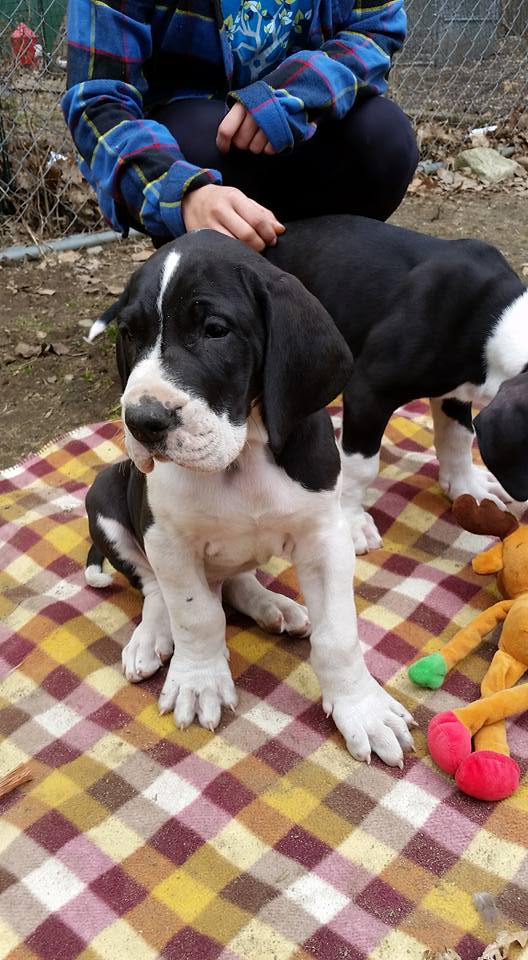 HCProAccred's tweet photo. Happy Tuesday, here's an original photo of a Great Dane #puppy. https://t.co/lz6MQSkIXu