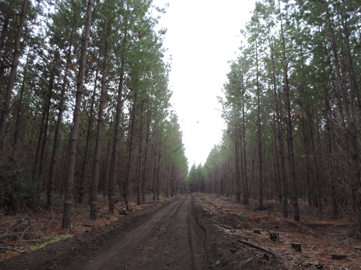 IDAFChile's tweet photo. Inventario de exploración para el diseño de Inventarios de Precisión con Inteligencia Artificial en la Región del Bio Bio.
#IA
#Forestry 
#iForestry
#LiDAR
#BigData https://t.co/ElAOKDtSMq