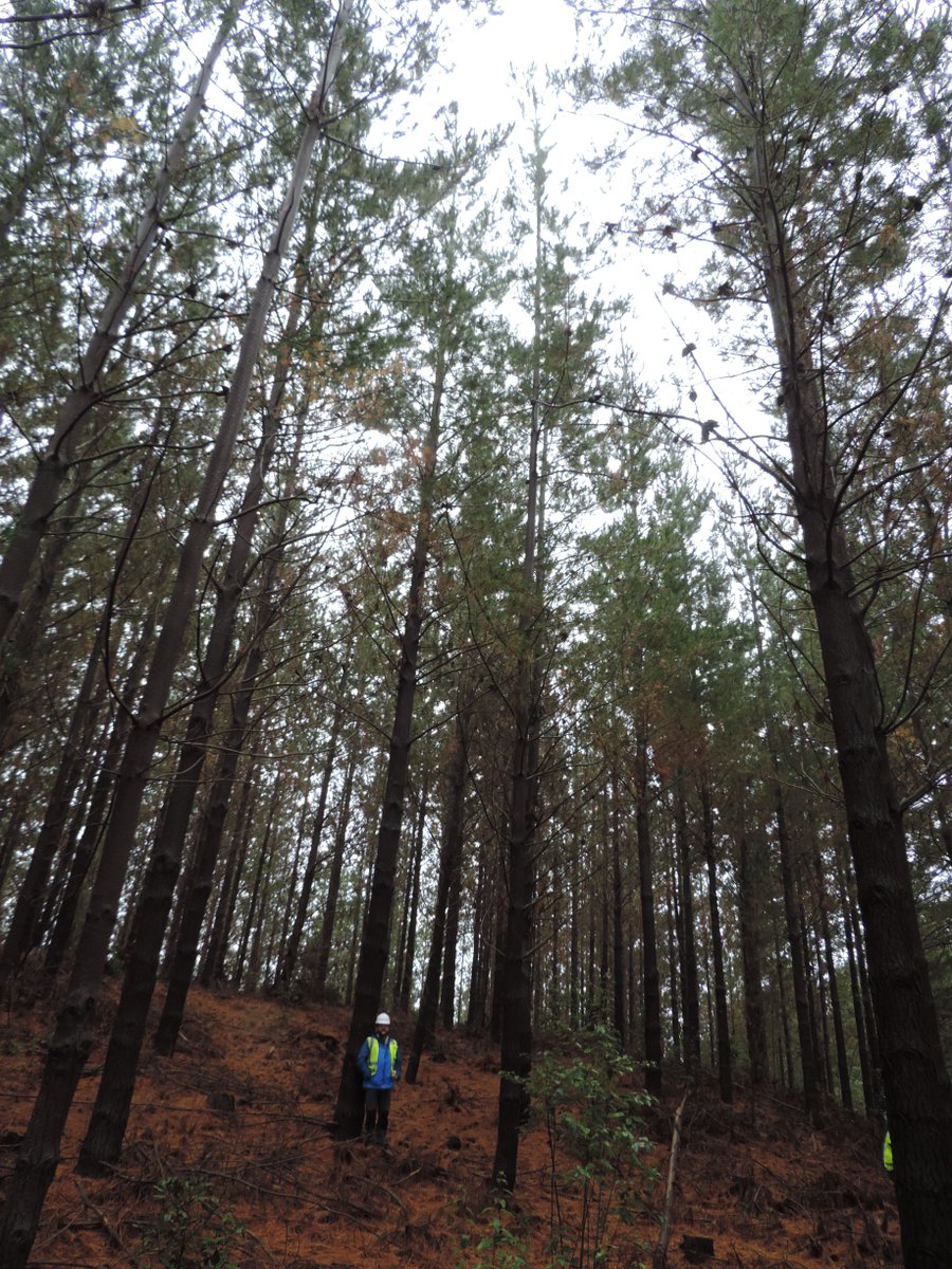 IDAFChile's tweet photo. Inventario de exploración para el diseño de Inventarios de Precisión con Inteligencia Artificial en la Región del Bio Bio.
#IA
#Forestry 
#iForestry
#LiDAR
#BigData https://t.co/ElAOKDtSMq
