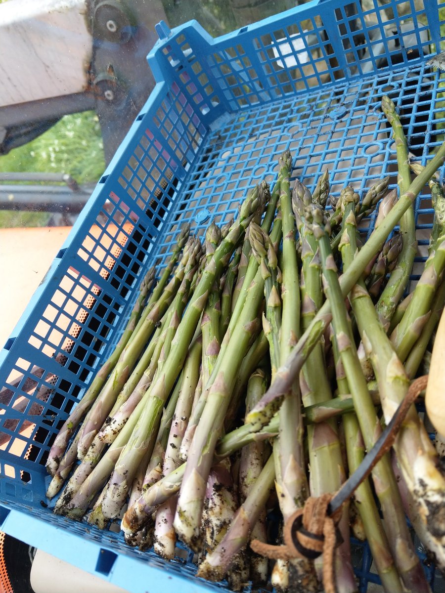 Beautiful new season asparagus heading over to <a href="/TrescoIsland/">Tresco Island</a> market this afternoon, along with spinach, rocket, cabbages and of course our Bryher Bangers. 3.30-5-30pm see you there!