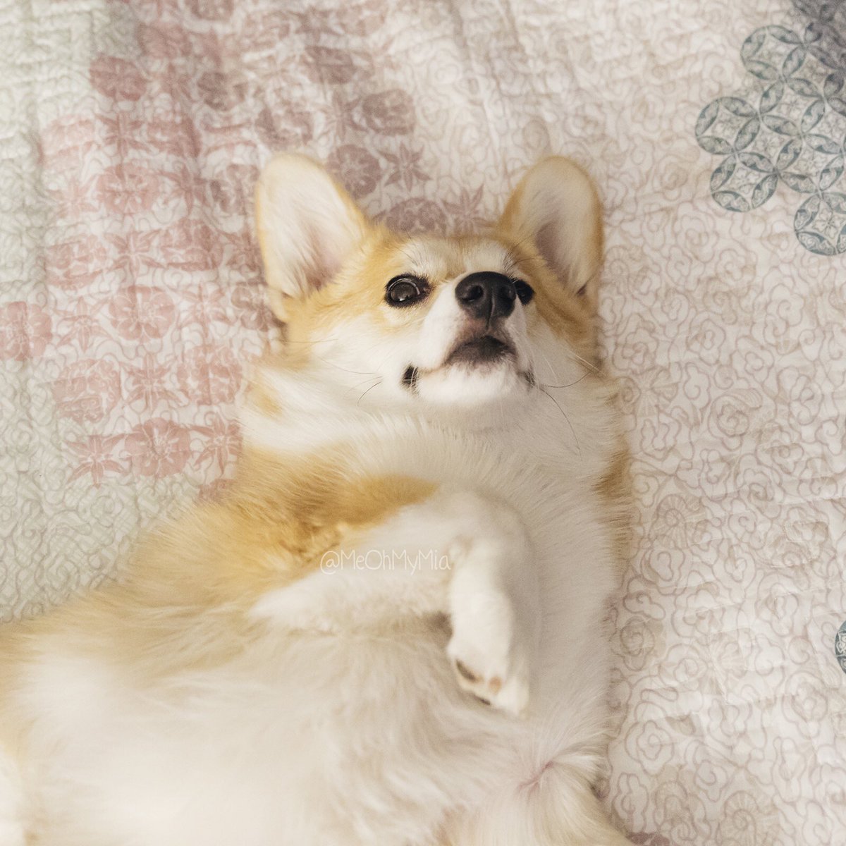meohmymia's tweet photo. That feeling when you open the front facing camera 🙄
🐾
🐾
🐾
#MeOhMyMia #MiaTheCorgi #melbourne #australia #corgi #corgipuppy #frontfacingcamera #snapchat #feelingchubby #memesdaily https://t.co/SgPmaUSVnd