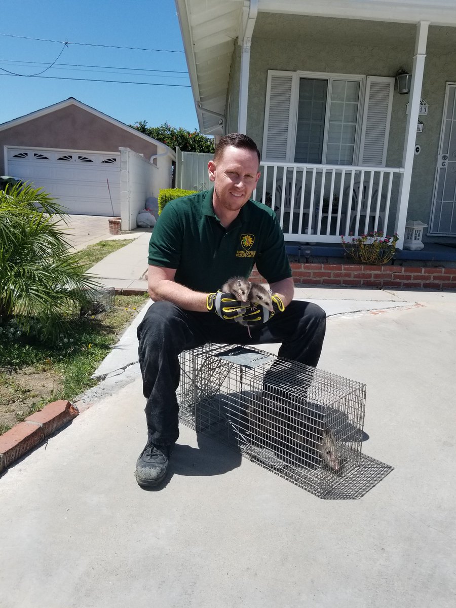 Animal Capture tweet media