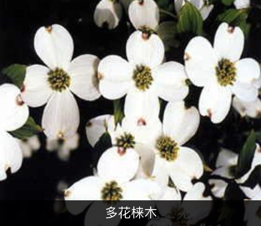 東山日出子 如魚得水 四色花水木 樱花落后花水紧跟 好像是一场花团锦簇的接力赛 花水虽然没有樱那么古木参天 却也高达挺秀 日本原无花水 一百年前的大正年间 当时的东京市长将樱树送给美国 美国将 花水木还礼给日本 从此以后两姐妹作为和平