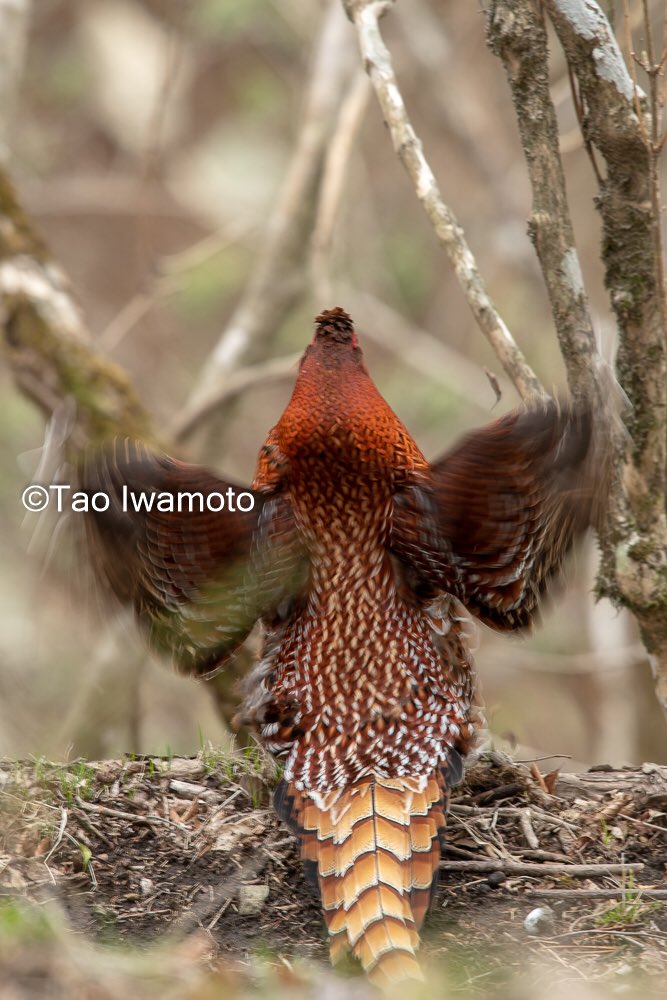 岩本多生 على تويتر 小丸付近ではヤマドリペアに遭遇 メスを逃がすためにオスがこちらを引き付けながらメスから遠ざけるイケメンぶり 目の前でドラミングとかぱない 尾羽長過ぎて慌てて テレコン外す Nikon D7500 Af S Nikkor 300mm F 4e Pf Ed Vr ヤマドリ