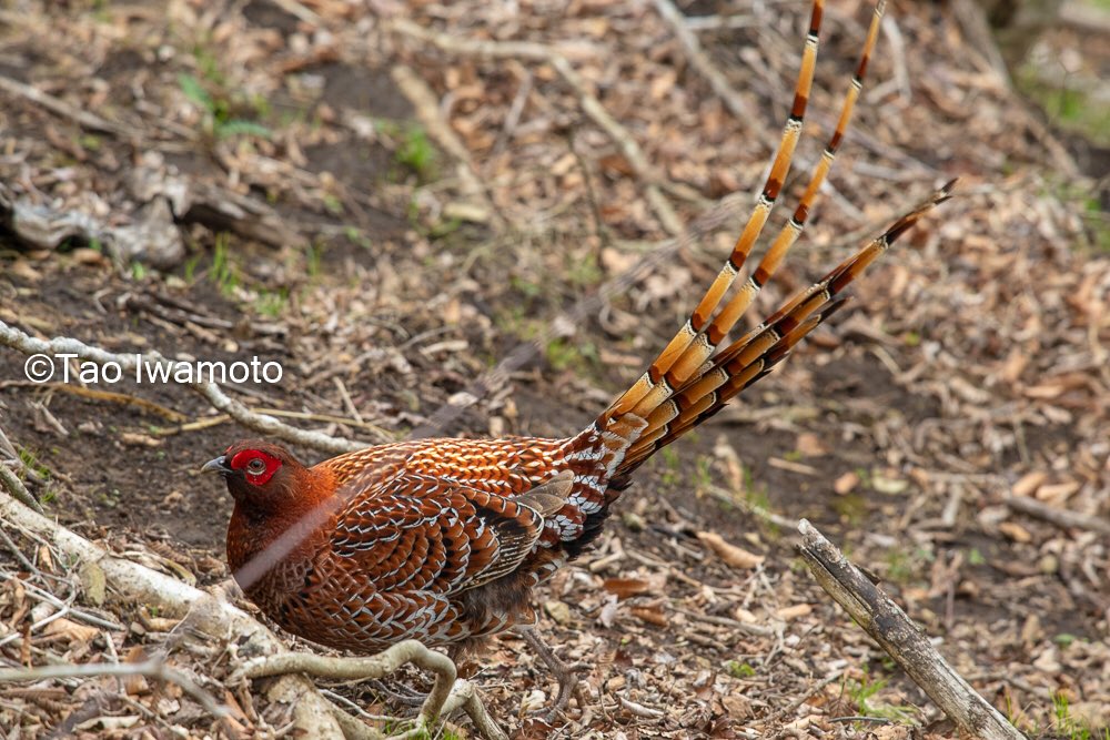 岩本多生 على تويتر 小丸付近ではヤマドリペアに遭遇 メスを逃がすためにオスがこちらを引き付けながらメスから遠ざけるイケメンぶり 目の前でドラミングとかぱない 尾羽長過ぎて慌てて テレコン外す Nikon D7500 Af S Nikkor 300mm F 4e Pf Ed Vr ヤマドリ