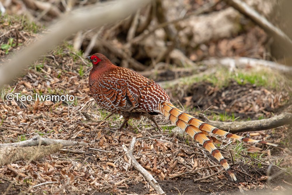 岩本多生 على تويتر 小丸付近ではヤマドリペアに遭遇 メスを逃がすためにオスがこちらを引き付けながらメスから遠ざけるイケメンぶり 目の前でドラミングとかぱない 尾羽長過ぎて慌てて テレコン外す Nikon D7500 Af S Nikkor 300mm F 4e Pf Ed Vr ヤマドリ