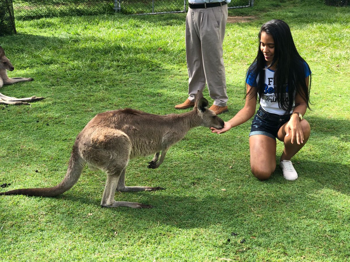 superfran24's tweet photo. Não morri e alimentei cangurus na Austrália 😍 https://t.co/XAyItQLbtP