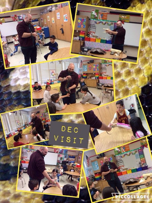 mmhteach's tweet photo. #class2h enjoys a reptile &amp; amphibian show presented by the DEC! @Ivysherman #seamanstrength https://t.co/kPnDVpBwVd