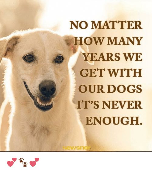 DoggosHQ's tweet photo. Never enough. Do you agree? https://t.co/KR6oK25oJq