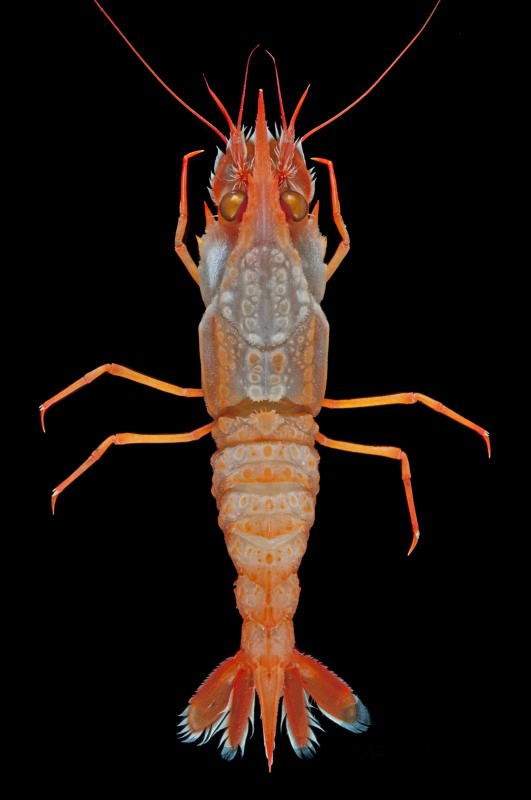 straits_times's tweet photo. Singapore-Indonesia deep-sea expedition team discover over a dozen species new to science https://t.co/VEWAdc3kyP https://t.co/9mxQy92Jbu
