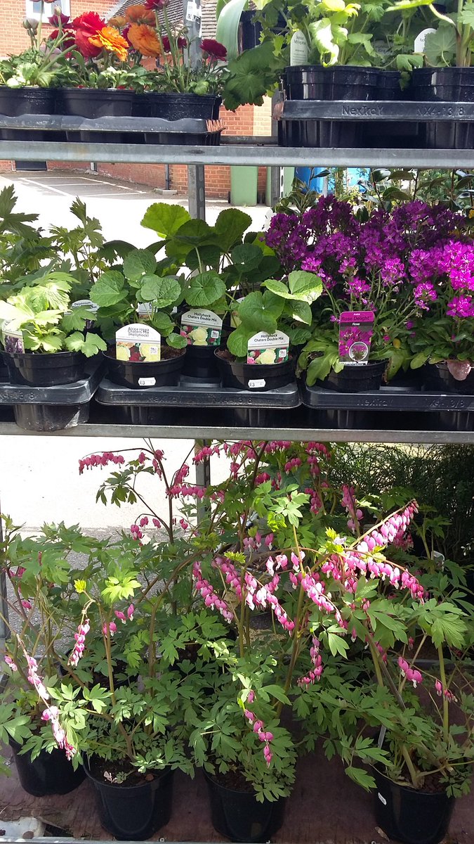 Summer shrubs are now in! And bedding plants are due in the end of April!