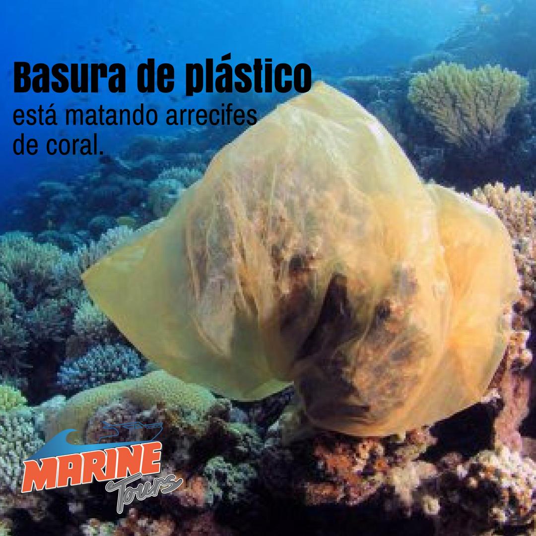 Marinetours_'s tweet photo. 😱😟 Un bolsa lanzada al mar SI es un problema, pues ayuda al continuo deterioro de los corales.

Cuida tus playas, cuida el único planeta que tenemos.

#playa #bolsa #basura #coral #corales #contaminacion #cuidatusplayas #cuidaelplaneta #noensucies #beach #ocean #whale https://t.co/gdNIJULDrb