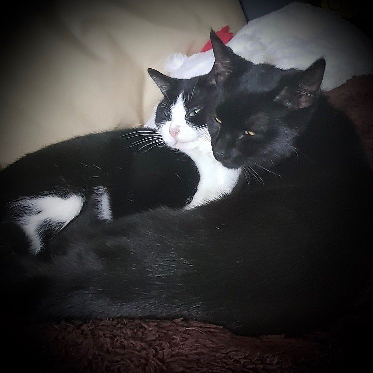 cuddlemykitty's tweet photo. Skyla and Zugzug are our newest kitties looking for cuddles! Find a cat lover near you to help love and look after your kitties when you can't at https://t.co/vkiVyG7Vtz #cuddlemykitty https://t.co/k5hw6ln55R