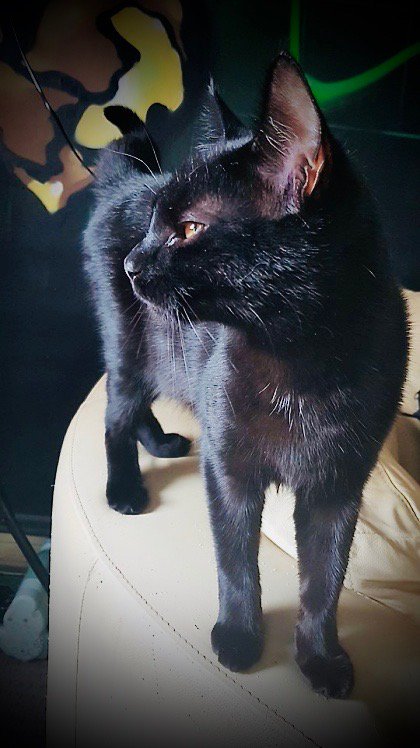 cuddlemykitty's tweet photo. Skyla and Zugzug are our newest kitties looking for cuddles! Find a cat lover near you to help love and look after your kitties when you can't at https://t.co/vkiVyG7Vtz #cuddlemykitty https://t.co/k5hw6ln55R