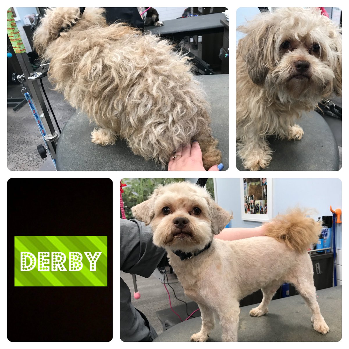 Handsome Mr. Derby came in yesterday for a much needed #ExtremeMakeover from our salon leader Jess. He left looking and feeling great! #ene #northeastgrooming <a href="/Monicalovespets/">PetSmartNortheast</a> <a href="/rmoranoENE/">Rebecca Morano</a>