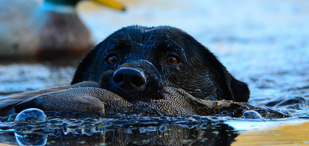 DucksUnlimited's tweet photo. 10 Retriever Tips for Waterfowlers
Follow this expert advice to get your dog ready for opening day
https://t.co/IU9zMQnneE #SportingDogSpringTraining #retrievers #hunting https://t.co/k2kCvz1ZXM
