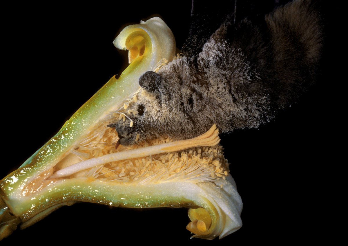 Interior's tweet image. We're celebrating bats and all they do for humans: on.doi.gov/bats 

🐛🦗Bats eat their body weight in insects
🍌🥑Bats pollinate 300+ species of fruit
👩‍🔬🔬Bats inspire medical marvels
🍹🍸Bats are essential to tequila

#BatAppreciationDay