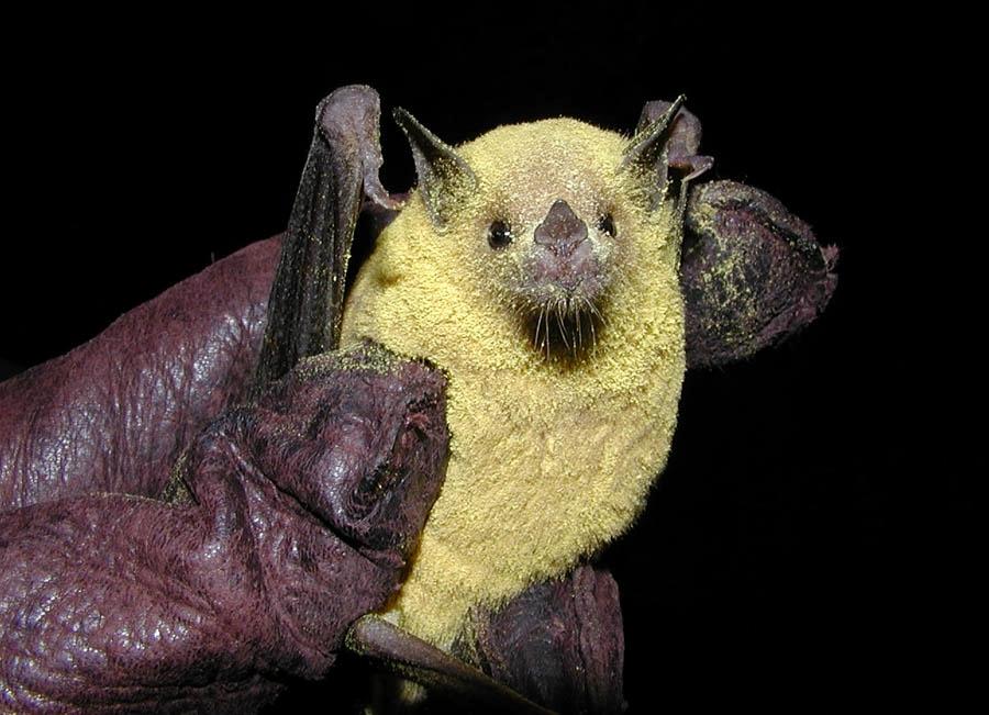 Interior's tweet image. We're celebrating bats and all they do for humans: on.doi.gov/bats 

🐛🦗Bats eat their body weight in insects
🍌🥑Bats pollinate 300+ species of fruit
👩‍🔬🔬Bats inspire medical marvels
🍹🍸Bats are essential to tequila

#BatAppreciationDay