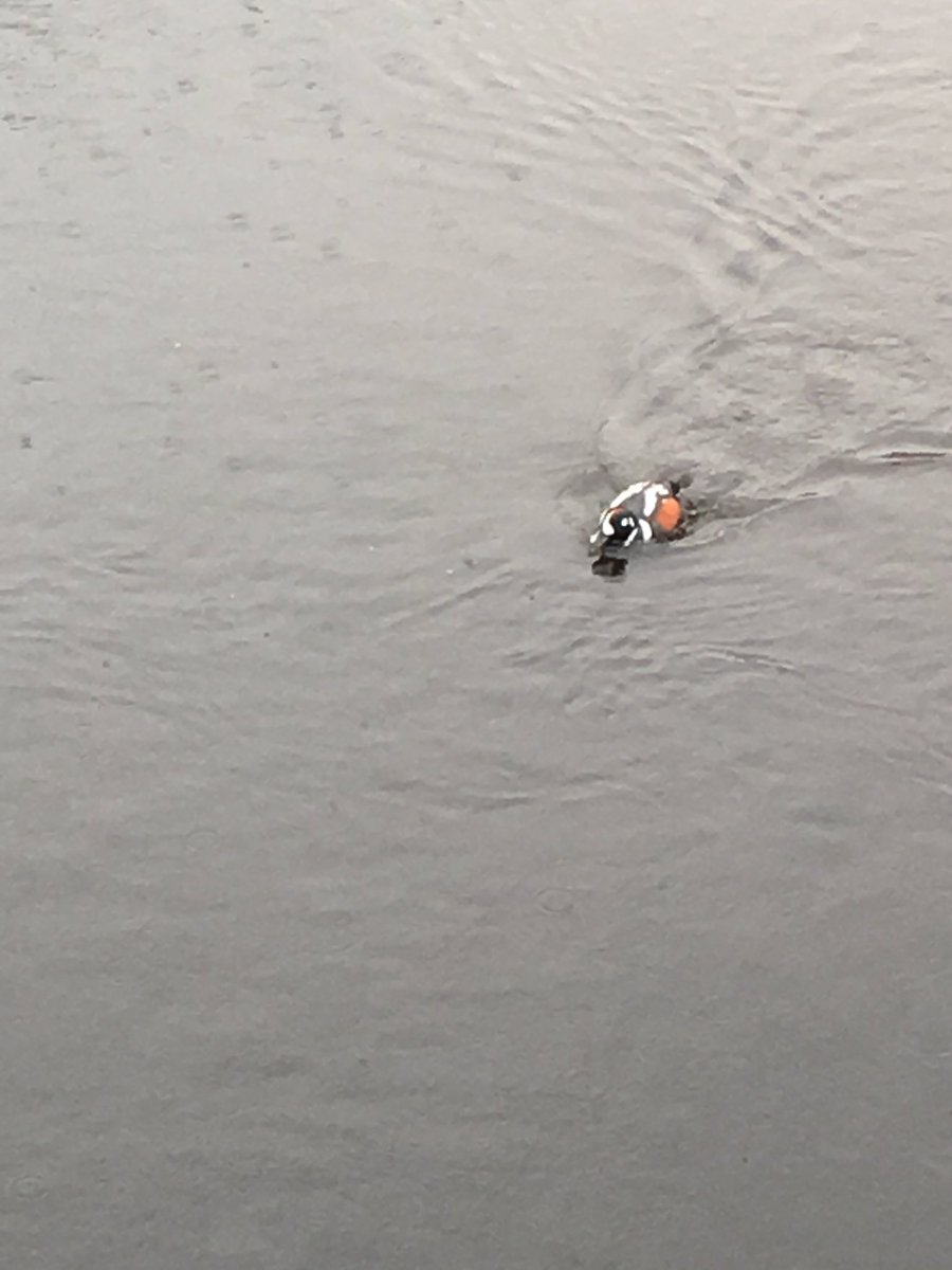 LMasseyImages's tweet photo. Birders! Unringed, free flying male harlequin duck in Saint Petersburg, Russia. Thoughts? Wild? @biggesttwitch @BirdWatchingMag #rare #bitlost https://t.co/pM8Hrw0ohP