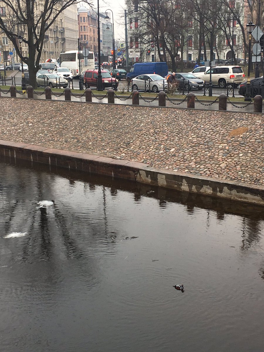 LMasseyImages's tweet photo. Birders! Unringed, free flying male harlequin duck in Saint Petersburg, Russia. Thoughts? Wild? @biggesttwitch @BirdWatchingMag #rare #bitlost https://t.co/pM8Hrw0ohP