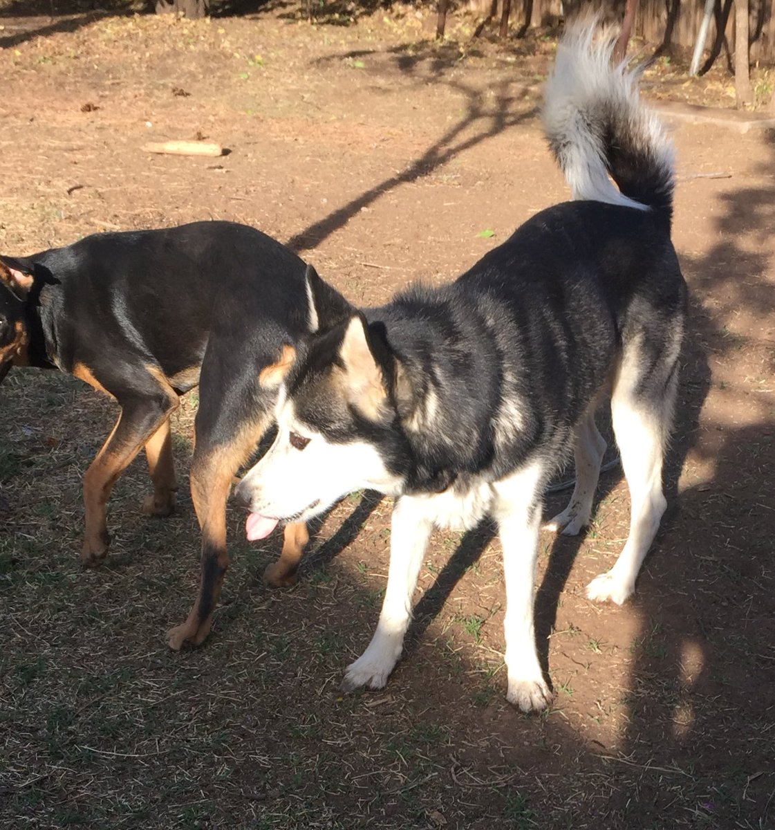 notBill_'s tweet photo. ATTENTION LUBBOCK: We found a Husky this morning and we are trying to find it’s owners! Please share this so we can get this pup home! https://t.co/7iGf5RuZ2C