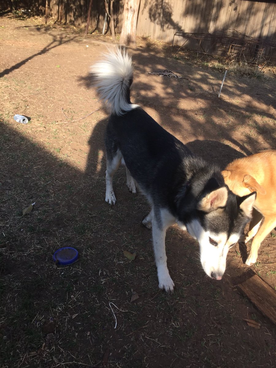 notBill_'s tweet photo. ATTENTION LUBBOCK: We found a Husky this morning and we are trying to find it’s owners! Please share this so we can get this pup home! https://t.co/7iGf5RuZ2C