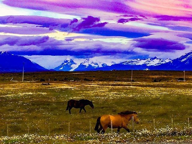 AChilepoh's tweet photo. 📸 @esteparicotravel - Los colores de la Patagonia. Parque nacional torres del paine.
#achilepoh #travelphotography #landscape #patagonia #chile_360 #chile_natural #nature #colorful #horses #chilepic #chile_bloggers #instanature #instalike Descubre y Conoce @achilepoh - #reg… https://t.co/LdUyQzQPkV