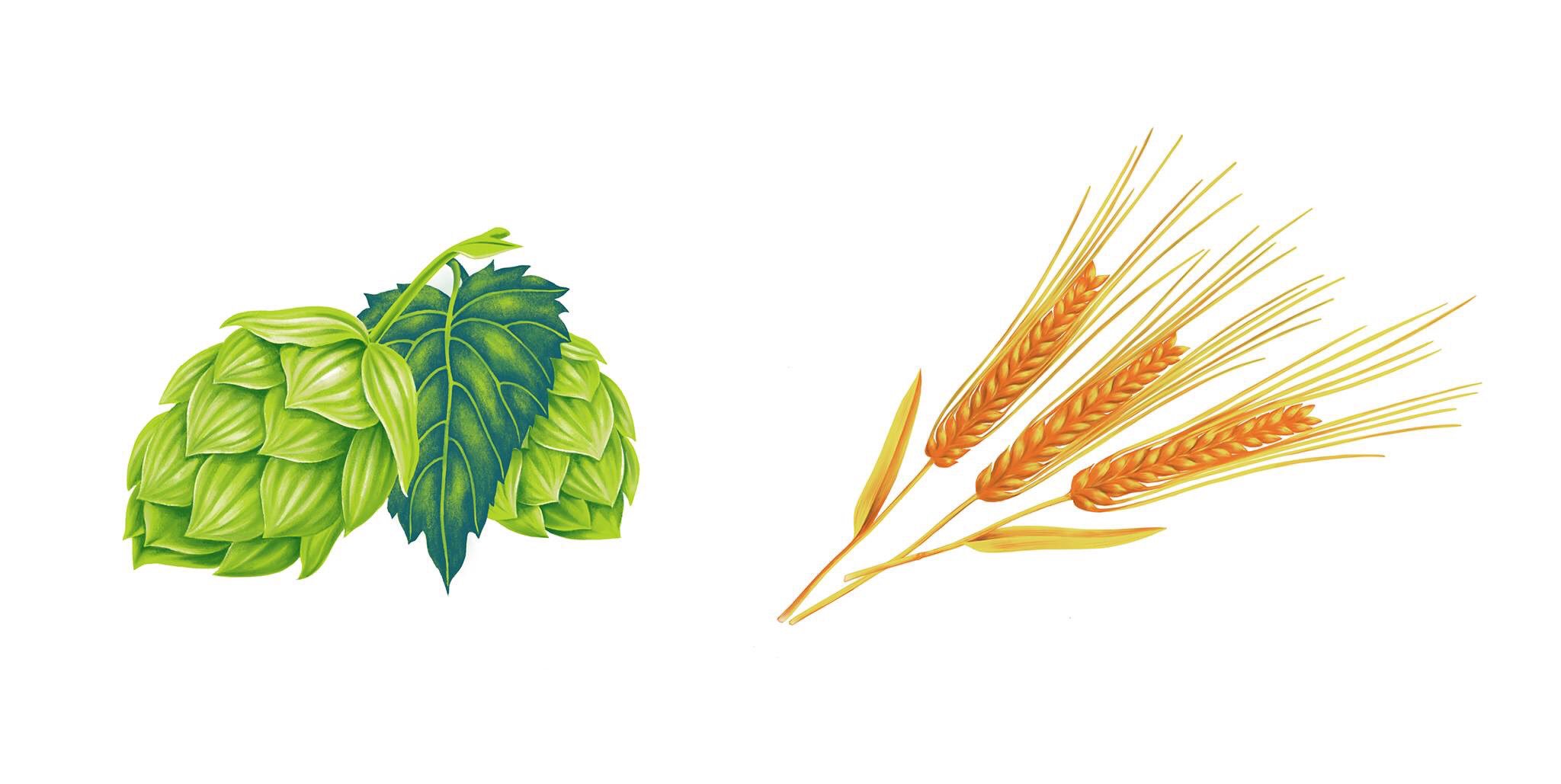 越前菜都子 Illustrator V Tvittere サッポロビール 麦とホップ 10周年記念限定パッケージのイラストを担当しました T Co Cp3l3vldvz Tvitter