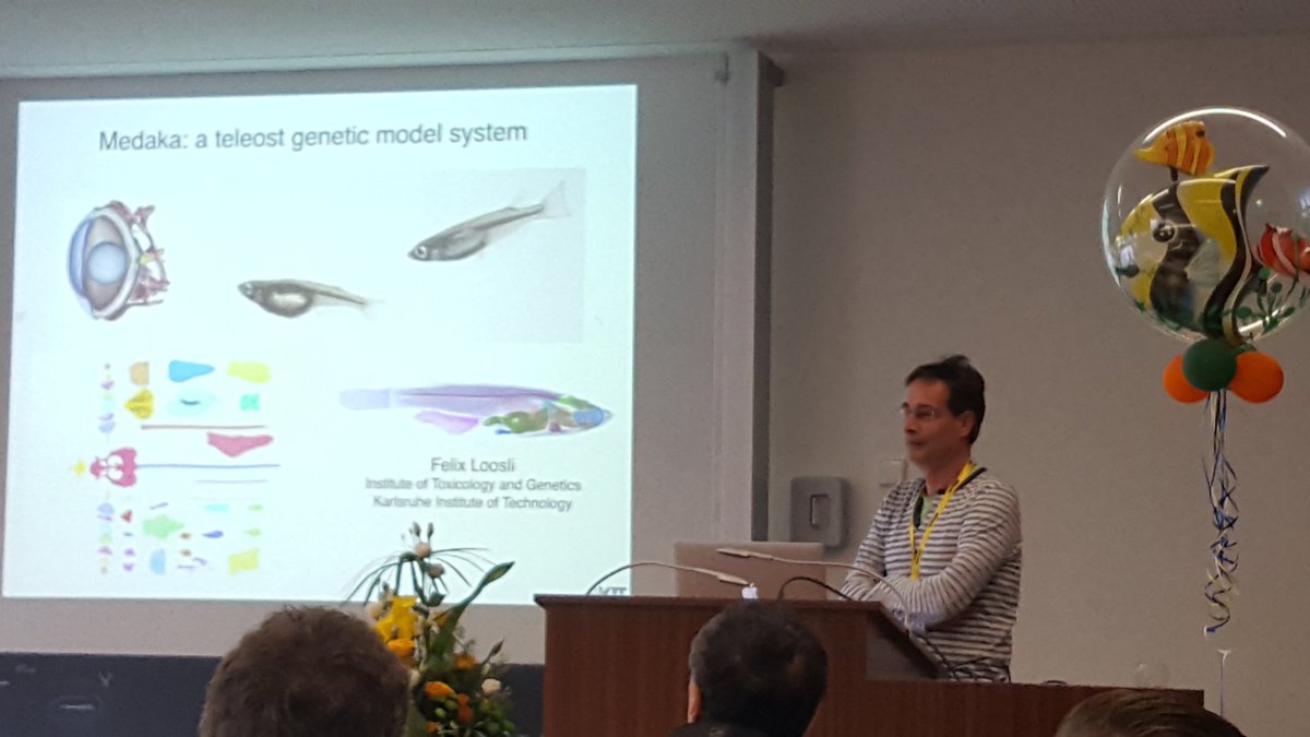 WittbrodtLab's tweet photo. Felix Loosli (@KITKarlsruhe) 'A panel of medaka inbred lines: a resource to study the #Genetics of individuality' 111 inbred lines generated from a natural ressource 6years work, 2k crosses, just now: #GWAS ร #microCT ร quantitative #morphometrics ร more #HDfish2018 + @ewanbirney https://t.co/jEONcOXiFD