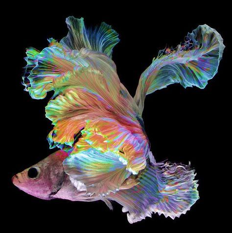 PaulaCrevoshay's tweet photo. This. Is. Gorgeous! Tuesday #Nature Day from #Crevoshay presents this interesting #Siamese Fighting Fish! Amazing!
Remember to follow us on #Instagram at Crevoshay!
-
#MotherNature #Fish #Rainbow #Colors #QueenOfColor #Science #Inspiration #Dream #Red #Yellow #Blue #Pink #Ocean https://t.co/HYhJxGgHdx