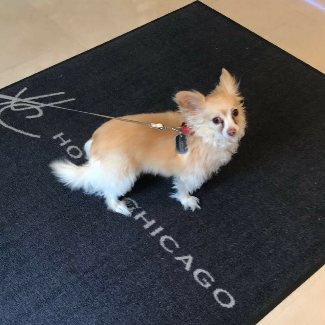 Haven't you heard?! We're #petfriendly! Bring your furry four-legged best friend on your next stay with us. 🐾