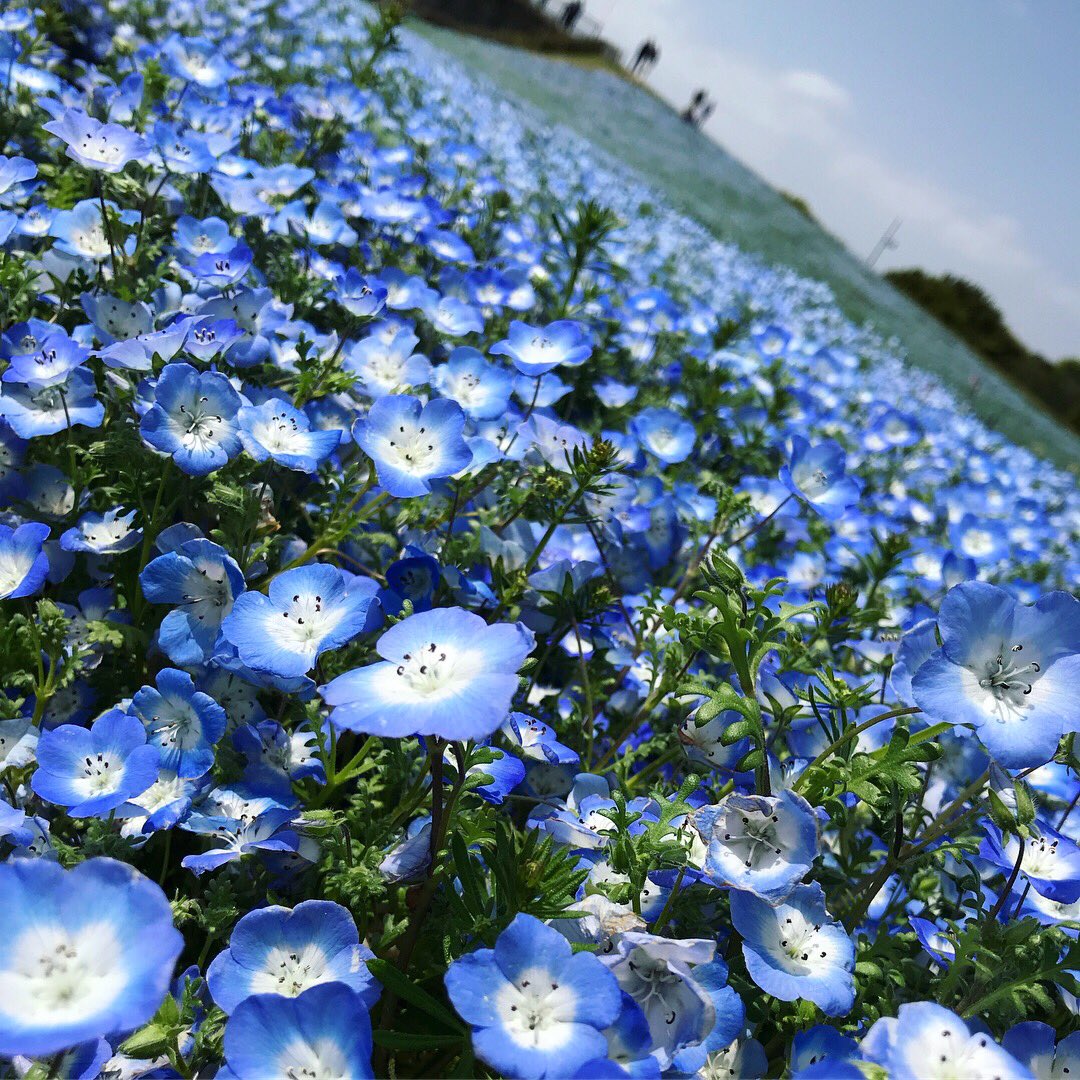 Twitter এ 大寺かおり 福岡の海の中道海浜公園では ネモフィラの花がちょうど見頃を迎えていました 青い空と青い花 これが見たくて行ったので とってもキレイで大満足でした 福岡の思い出 福岡 海の中道海浜公園 ネモフィラ 青い空 青い花 花畑 フォト