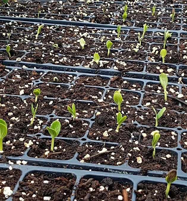 fruitveg_uaex's tweet photo. Mark your calendar for May 17th! Southwest Research and Extension Center Horticulture Field Day. https://t.co/AdSbLUf6zS