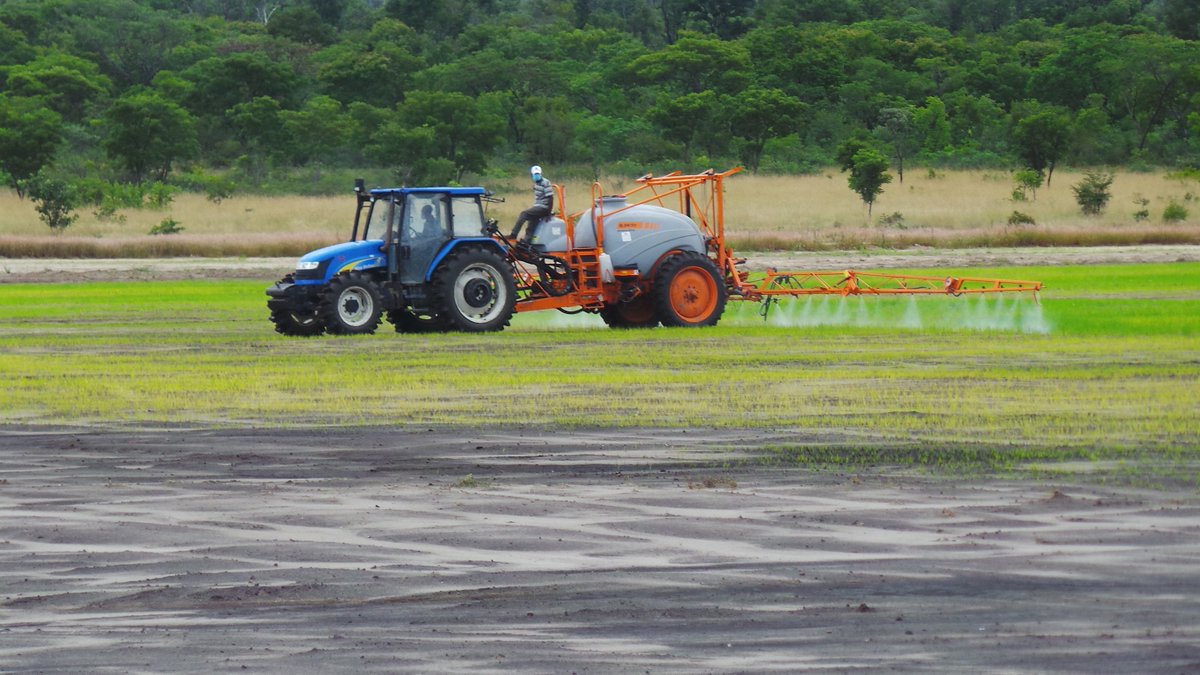 2) As sementes estão #crescendo bem e nos finais de Maio ou no começo de Junho prespectivamos uma colheita de cerca de 700 toneladas de #arroz e 70 toneladas de #soja.