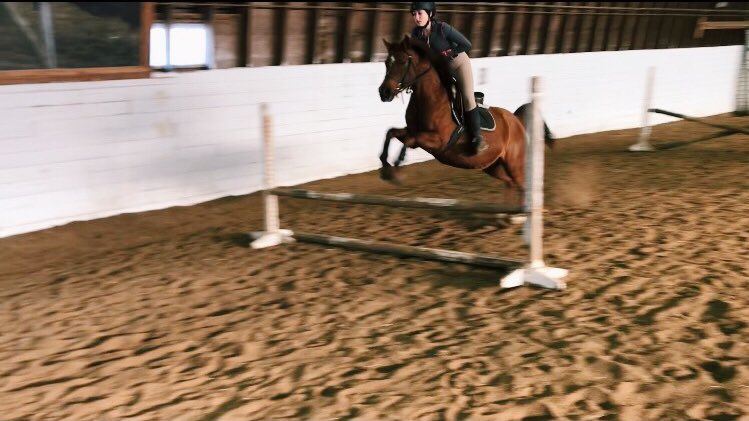 MGstablesWpg's tweet photo. Look at these stars! 💫
#lessonhorses #jumplessons #jumpweek #Jill #Nalah #Batman #hunterjumper #equine https://t.co/Am5P15uMWT