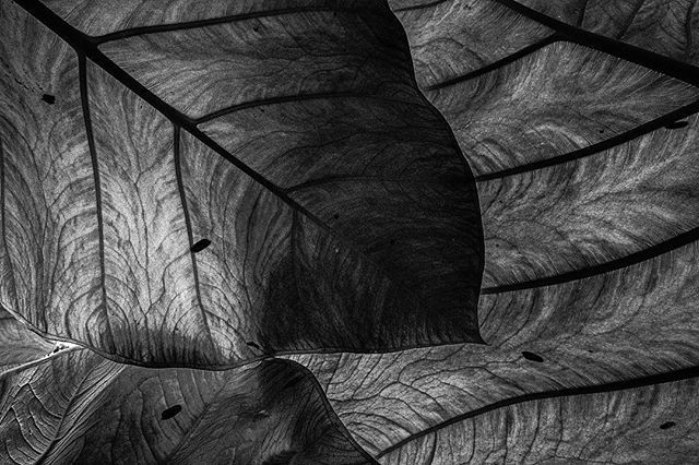 ayashok's tweet photo. #monochrome #blackandwhite #leave #leaf #abstract #ayashok #Photography #India #Nikon https://t.co/lQV472bPij