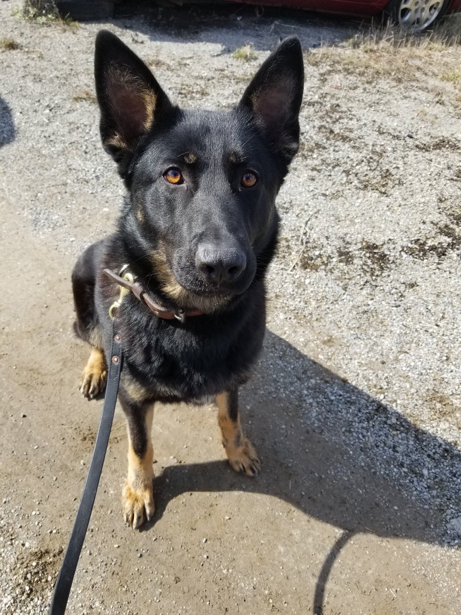 RockdalePolice's tweet photo. We would like to introduce everyone to the newest member of the Rockdale Police family. Roxie is a 1 1/2-year-old female German Shepherd that has been paired with Officer Kurt Griffing. We’re thankful for the donation from the Will County States Attorneys Office. https://t.co/mP4qzJSddD