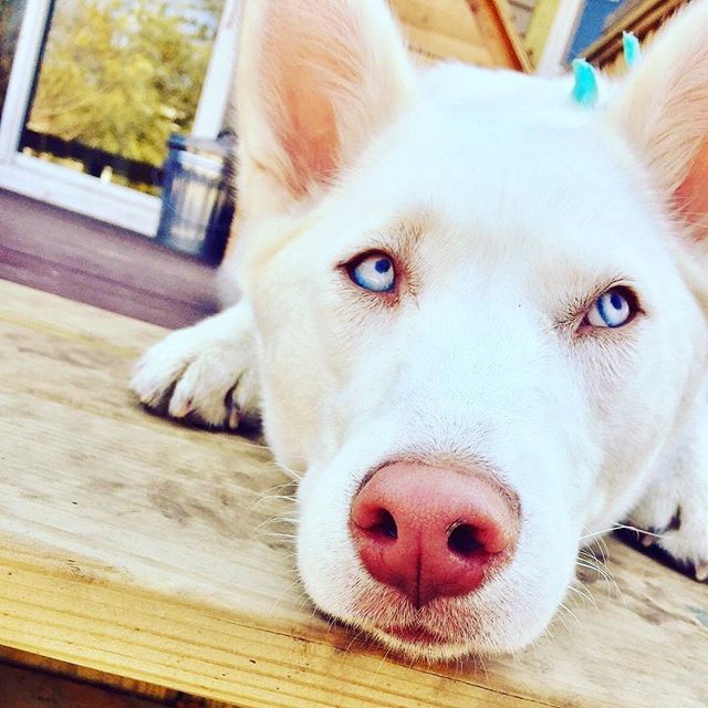 "A dog is the only thing on earth that loves you more than you love yourself." - Josh Billings
・・・
📸 credit: x.com/DogYouKnow1t ift.tt/2ET6n0D