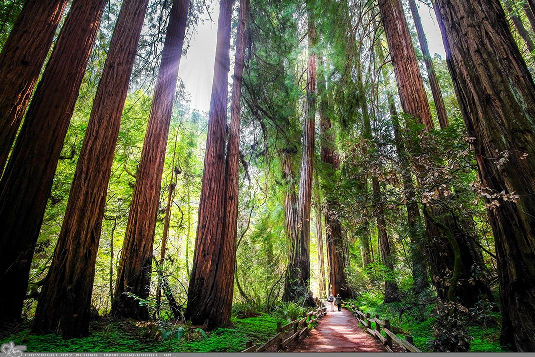 'Nature's Magic' #Redwood #trees are #magical - pure and simple dangrabbit.com/photography/pa… #photography #fineart #redwoodtrees #naturelovers #naturephotography @iLikePics_Daily @earth_captured @AwesomeEarthPix @OnlyGreatsPics @amaz1ngthings @LIPhotoGallery @NaturePhotoNet @OurPPA