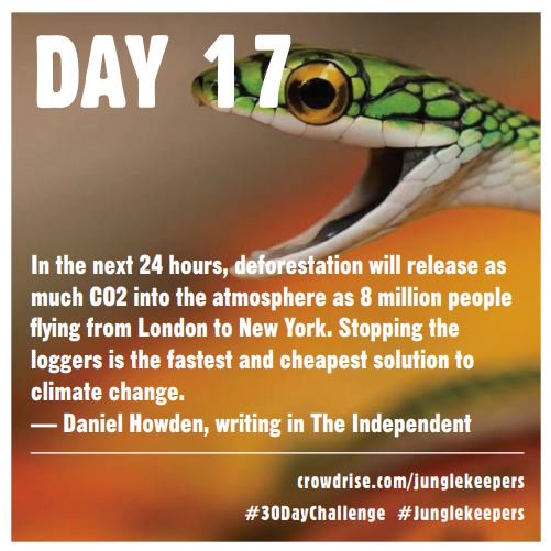 Modoyogapdx's tweet image. Day 17 peeps....so close! #30daychallenge #modoyogaportland #mokshayoga #modoyoga #junglekeepers