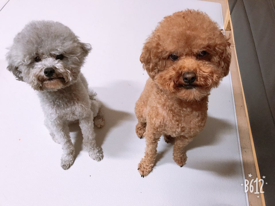 TL_MaRin's tweet photo. 오랜만에 댕댕이들 https://t.co/e2CpuFo2oK