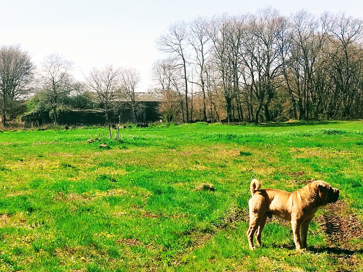 RubenTouron's tweet photo. #Primavera #sarria https://t.co/2ILxU1SyZQ