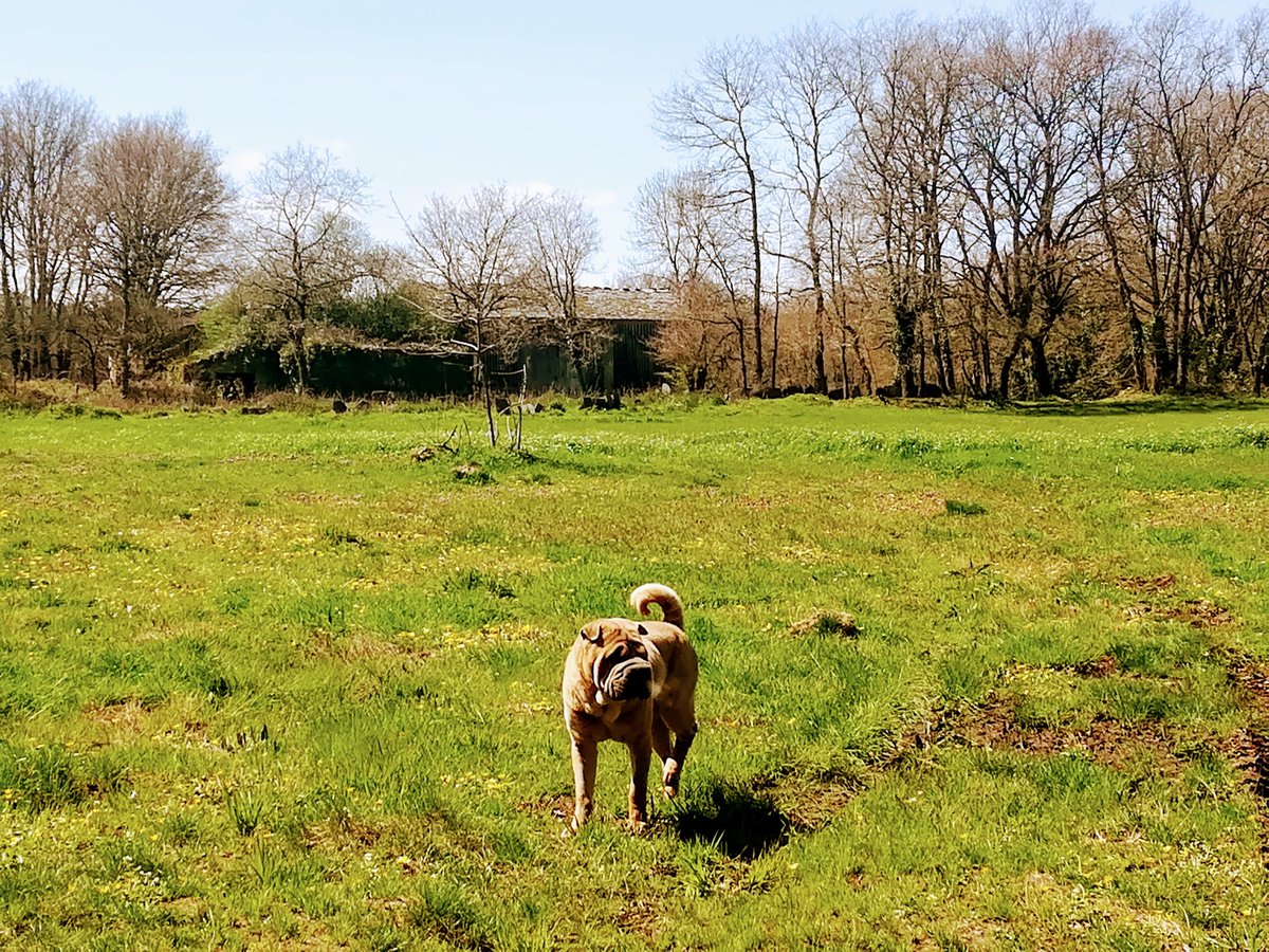 RubenTouron's tweet photo. #Primavera #sarria https://t.co/2ILxU1SyZQ