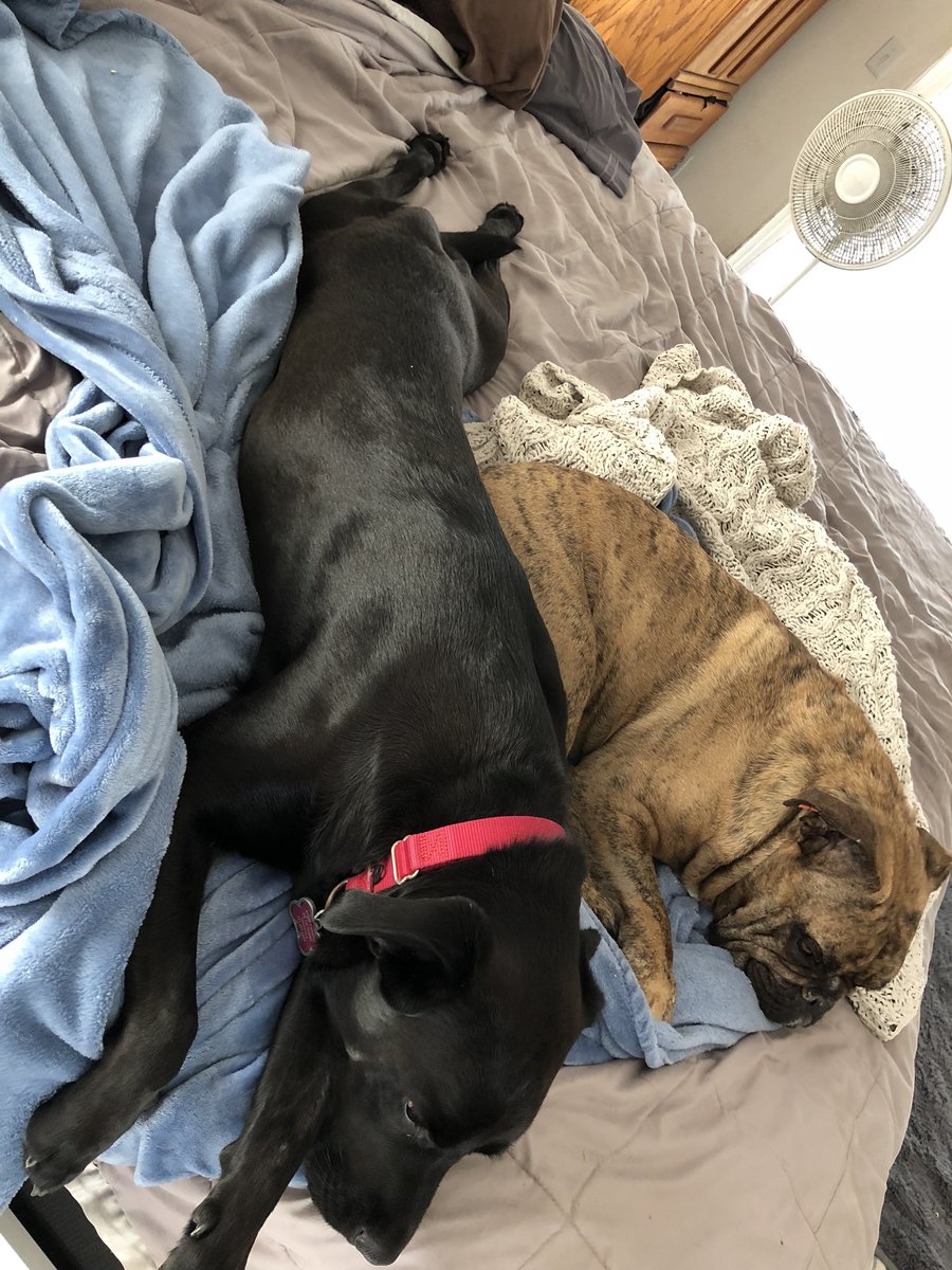 mydayasabulldog's tweet image. Sissy is a little taller then me #stretch  #imnotshort