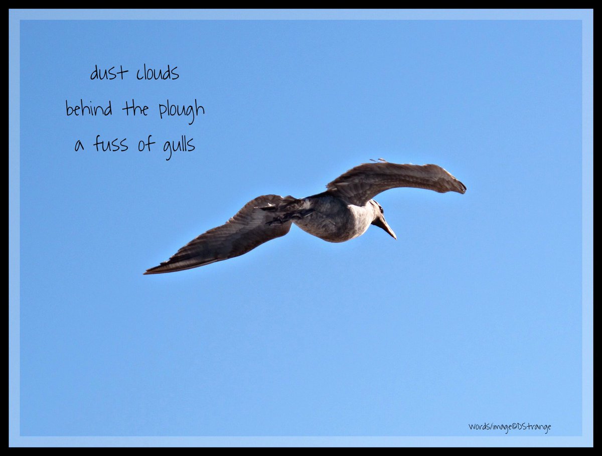 Debbie_Strange's tweet photo. #haiku - "dust clouds..."

Presence 59, November 2017

TY Ian &amp; @MatthewPaulPoet 
#haiku #3lines #mpy #poetry #IHPD #NPM2018 https://t.co/9kOXRy26Yn