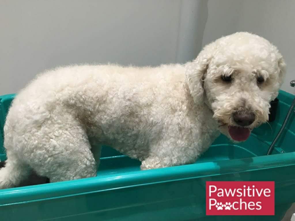 PawsitivePooch1's tweet photo. Good news! We are making our £10 'BATH n GOES' a permanent service Monday to Friday 9-5 😁Please note, this service doesn't include a brush, clipping or de-shed and isn't suitable for Pooches who are matted etc.We have spaces available for next week https://t.co/ud62LwEi25