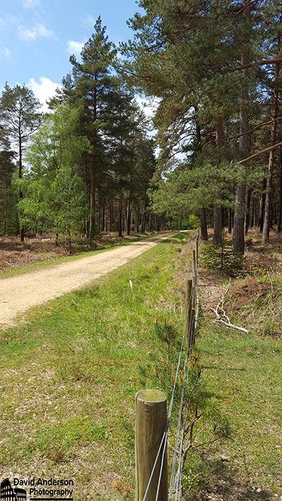 Weather says lovely warm day tomorrow with bright blue skies and gorgeous sun to provide our naked bodies with the Vitamin D it needs. #NakedHike #NewForest