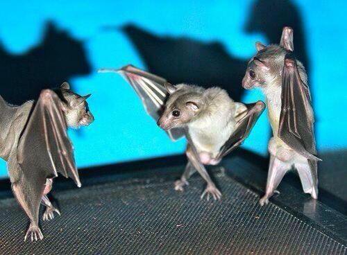 da bats