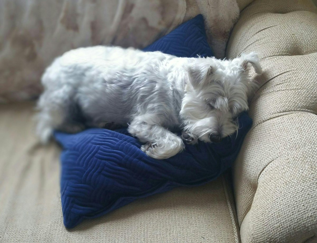 leslievillepick's tweet photo. So! That's what she does while I'm at work. Obviously not a care in the world.
#wauzer #SchatziTheWauzer https://t.co/2GsWg5u9Wg